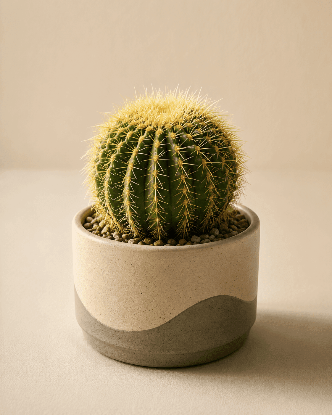 Haworthia Zebra